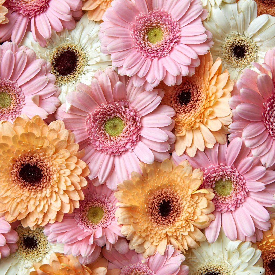 Floral